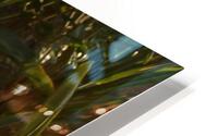 Oiseau du Paradis HD Metal print