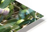 Olive italie HD Metal print
