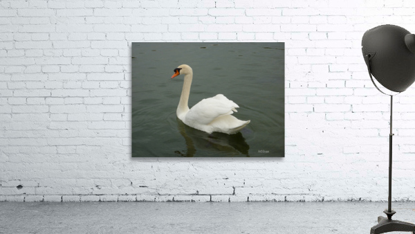 Cygne Wall Preview
