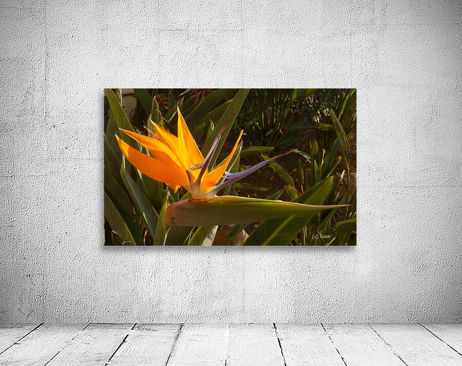 Oiseau du Paradis Wall Preview