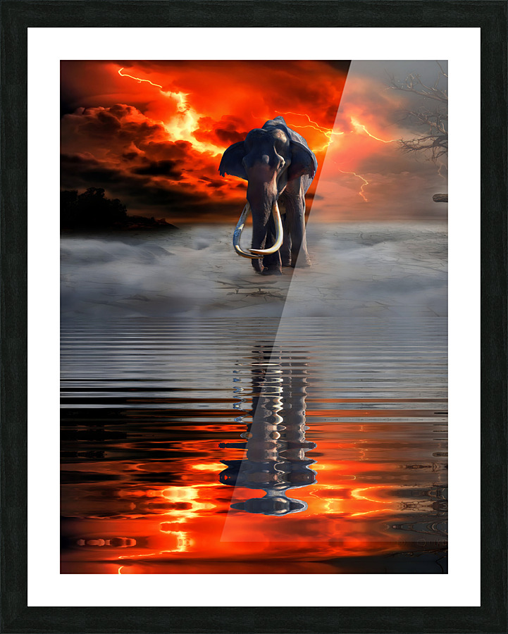 COLLECTION ELEPHANT - 1 Picture Frame print