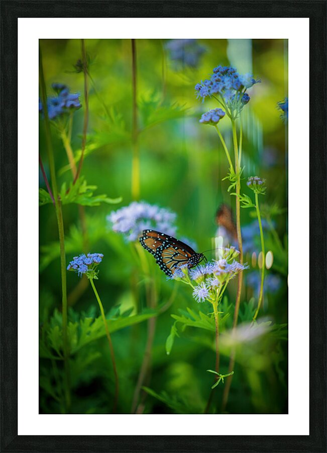 Butterfly Picture Frame print
