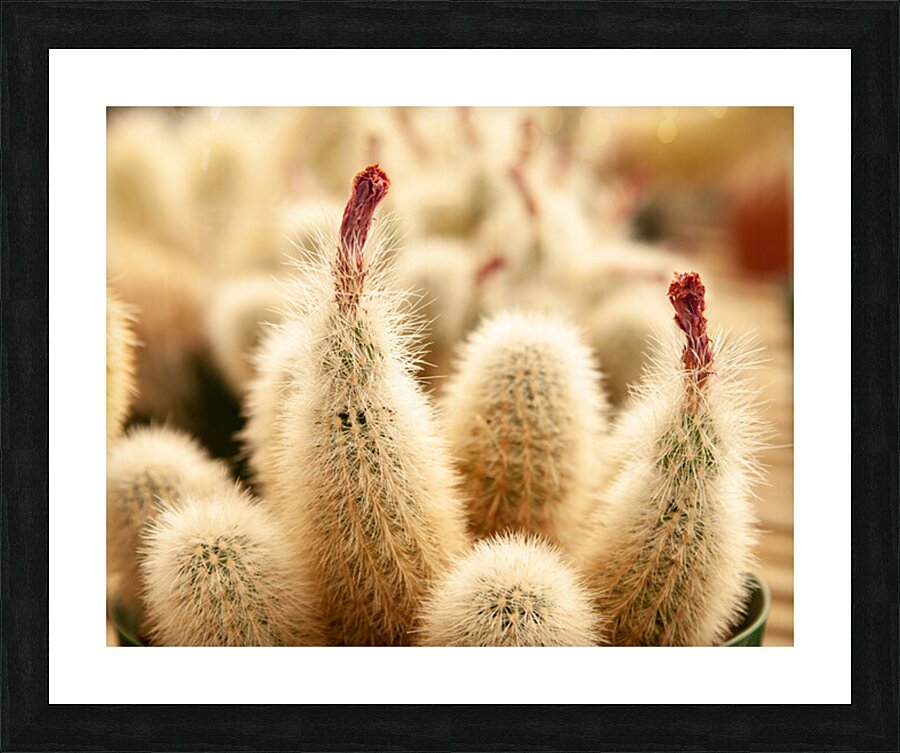 Prickly Subject Picture Frame print