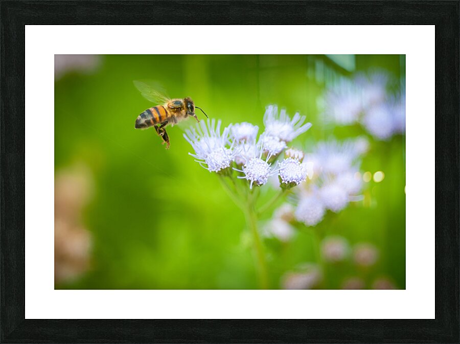 Morning Nectar  Picture Frame print