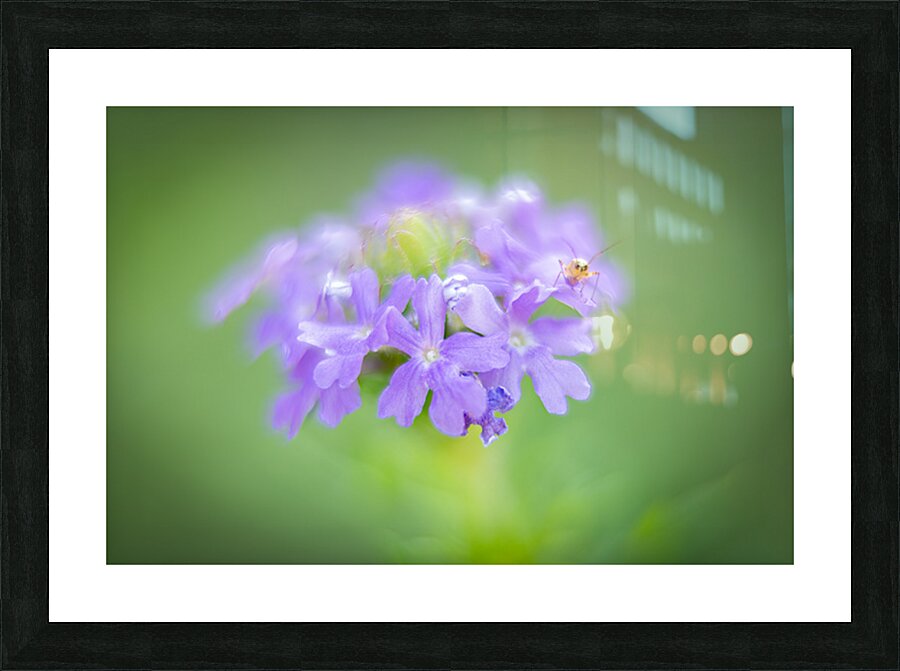 Who Me  Picture Frame print