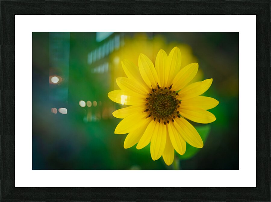 Sunflower Picture Frame print