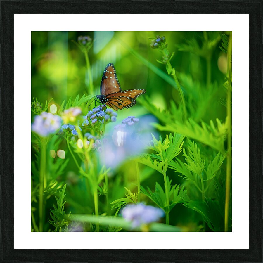 Butterfly Picture Frame print