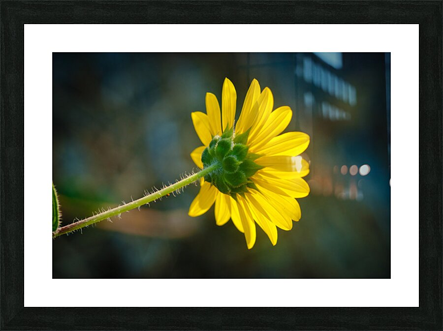 Sun Flower Picture Frame print