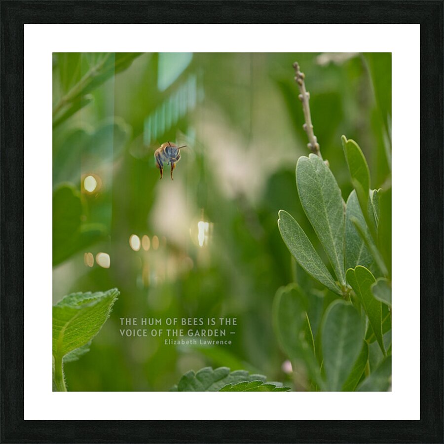 Butterfly Picture Frame print