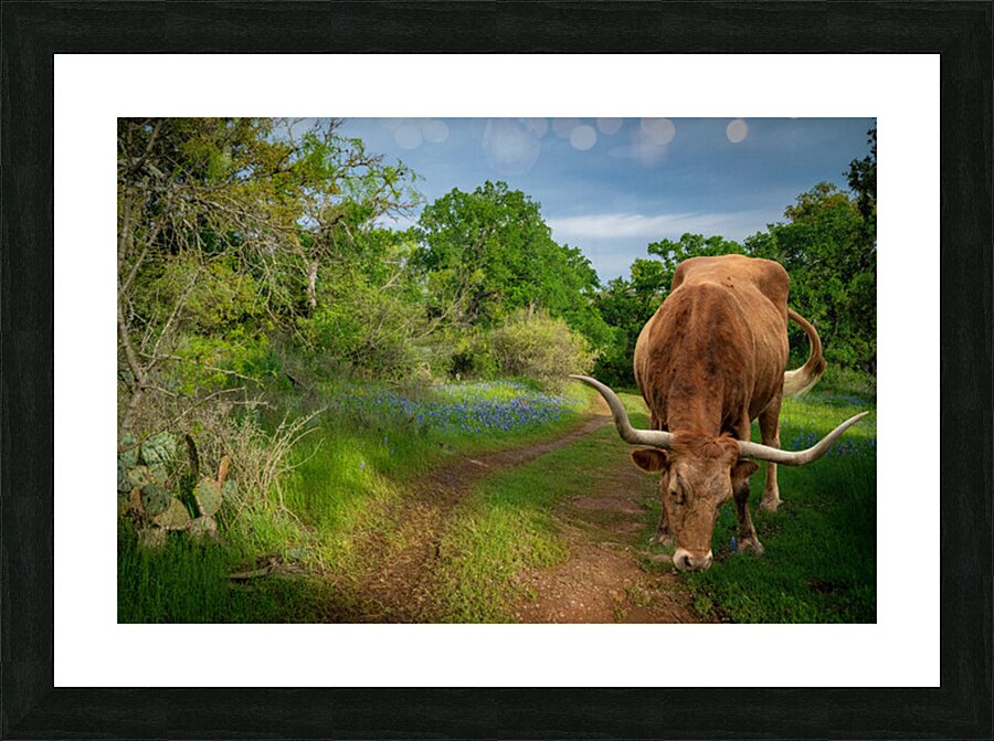 Texas Bluebonnets  Picture Frame print
