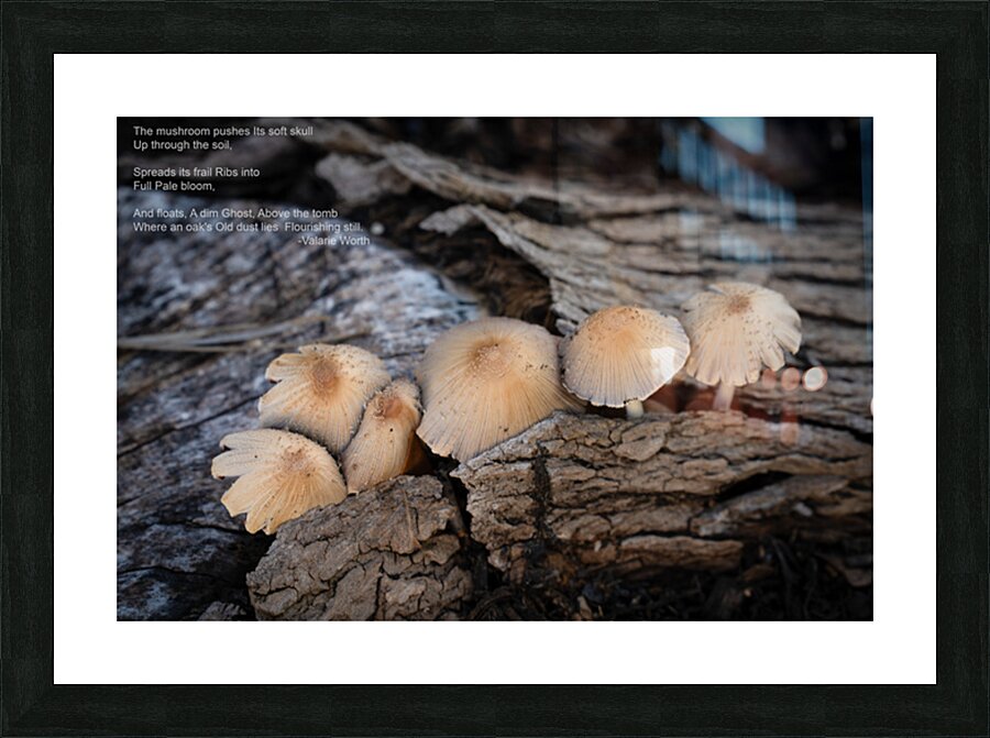 Mushroom Picture Frame print