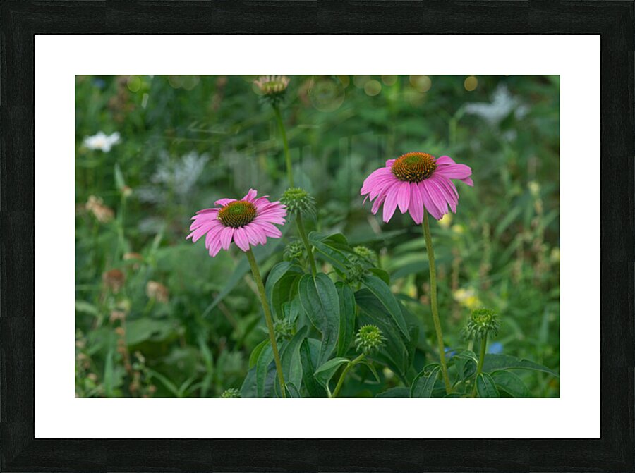 Flowers Picture Frame print