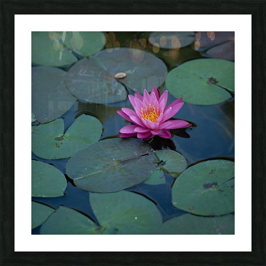 Flower Picture Frame print