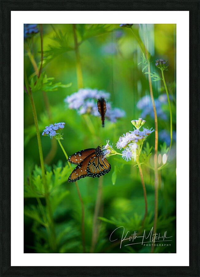 Butterfly Picture Frame print