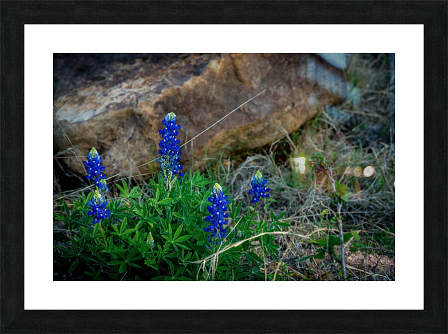 Image 8 Picture Frame print