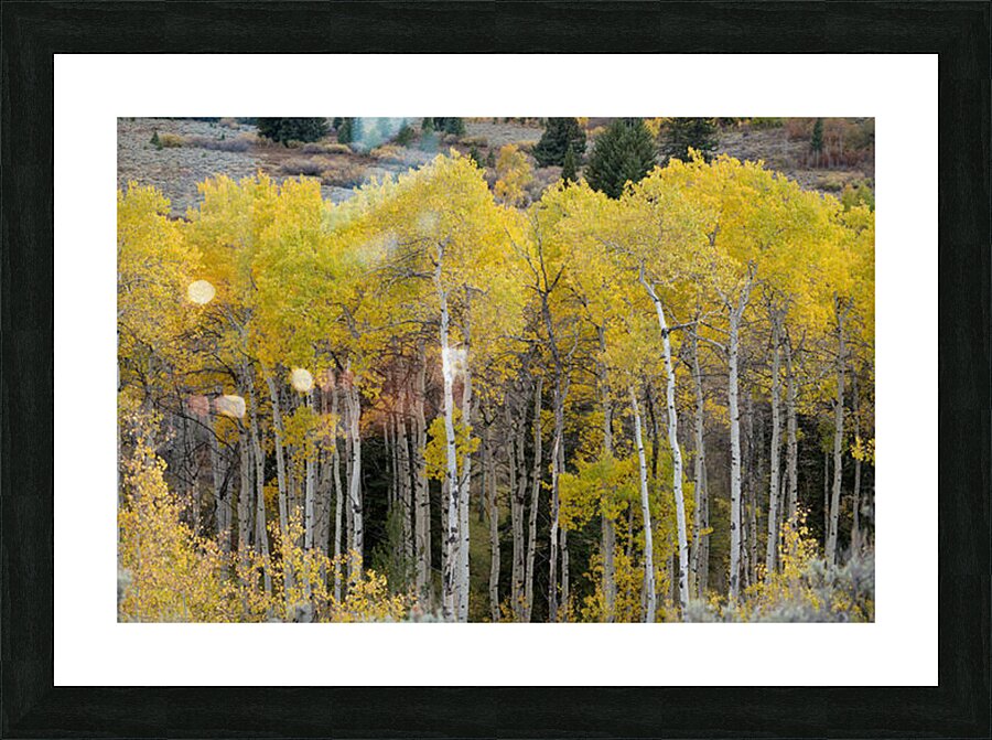 Grand Tetons 3 Picture Frame print