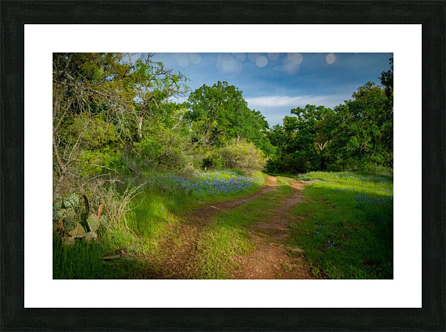Blue Bonnets 2 Picture Frame print