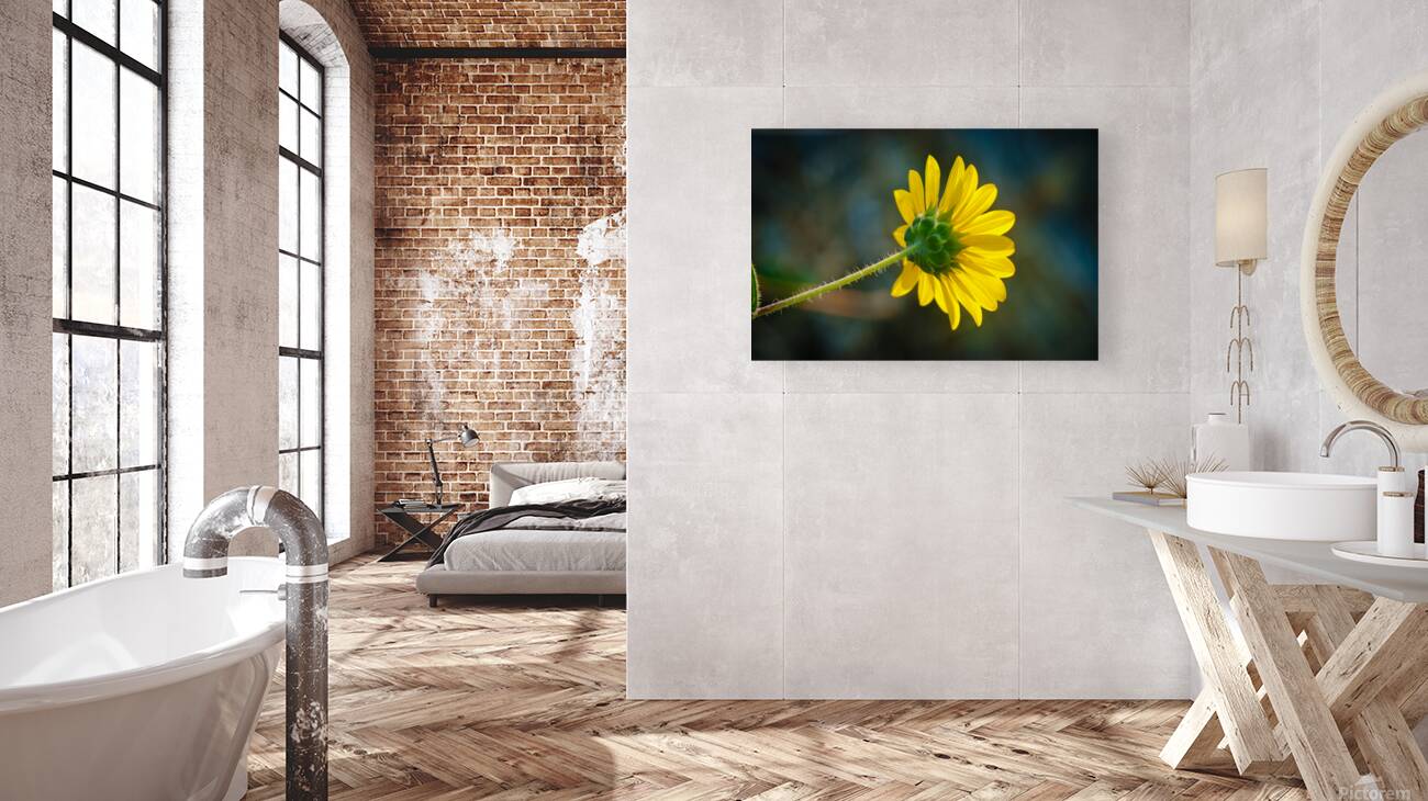 Sun Flower Reproduction
