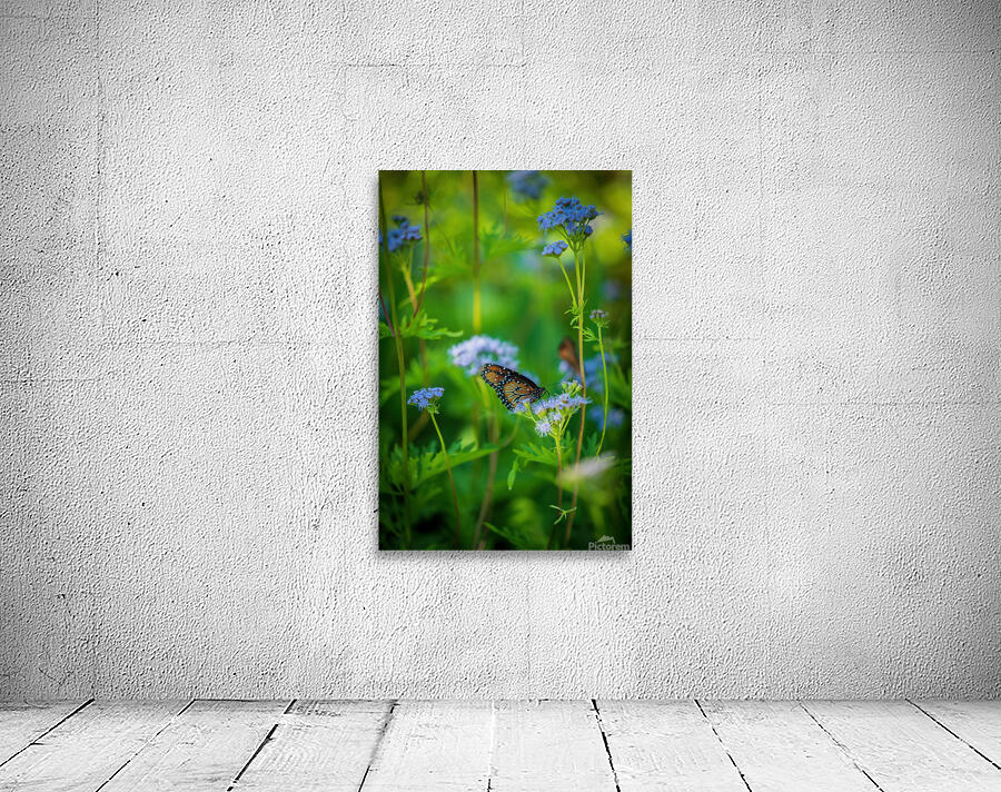 Butterfly Wall Preview