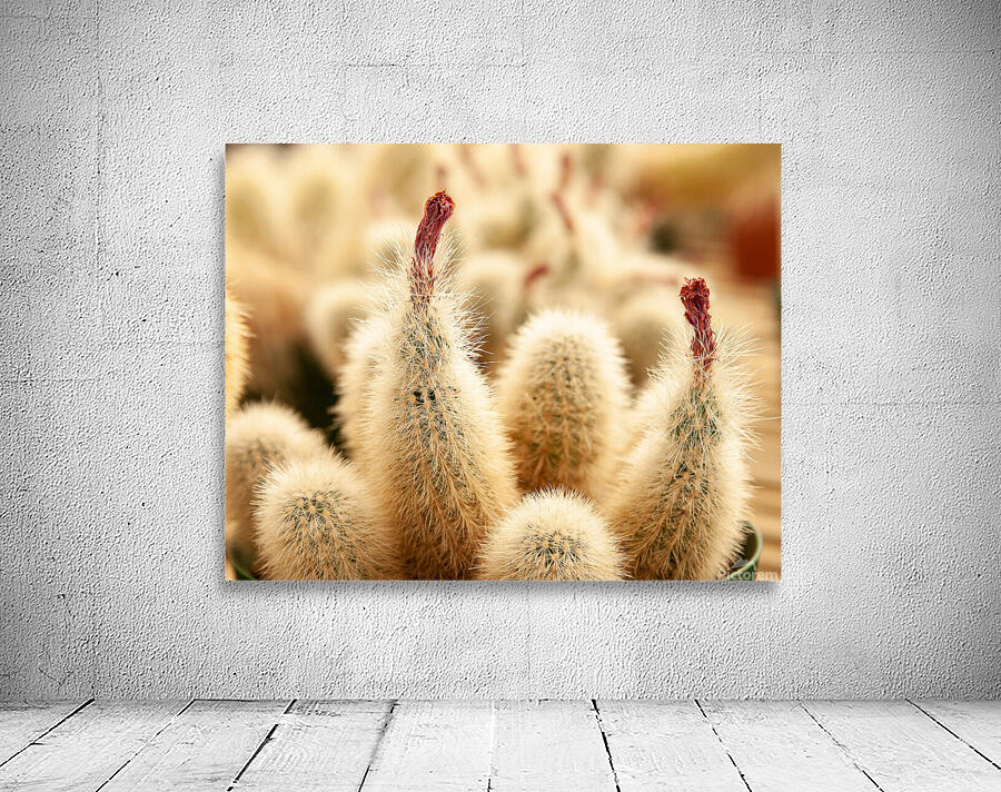 Prickly Subject Wall Preview