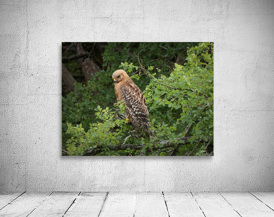 Hawk on Duty  Wall Preview
