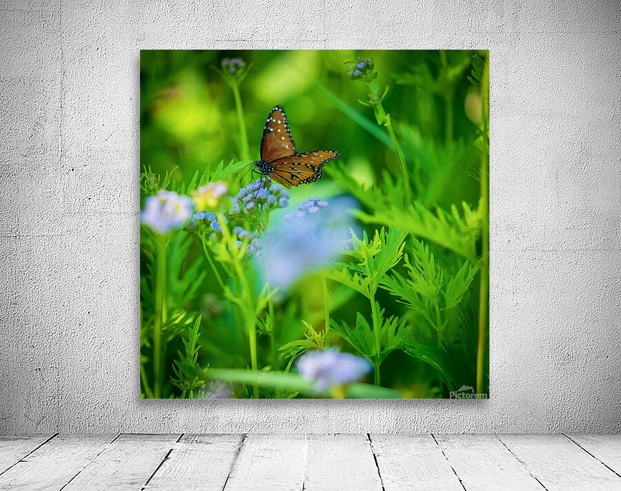 Butterfly Wall Preview