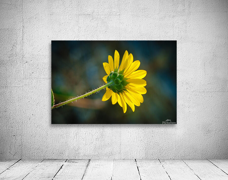 Sun Flower Wall Preview