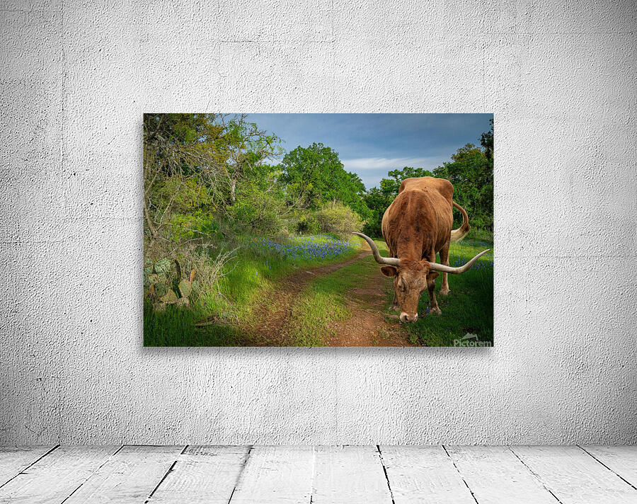 Texas Bluebonnets  Wall Preview