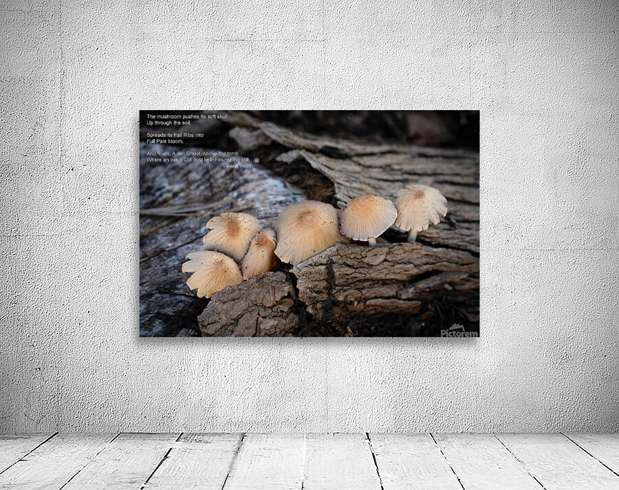 Mushroom Wall Preview