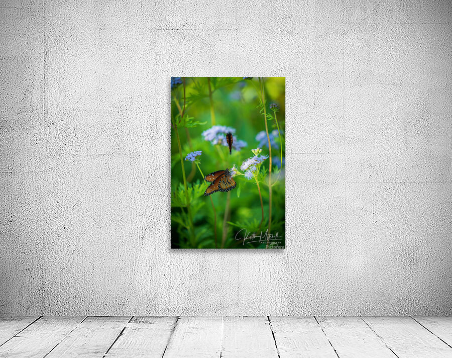 Butterfly Wall Preview