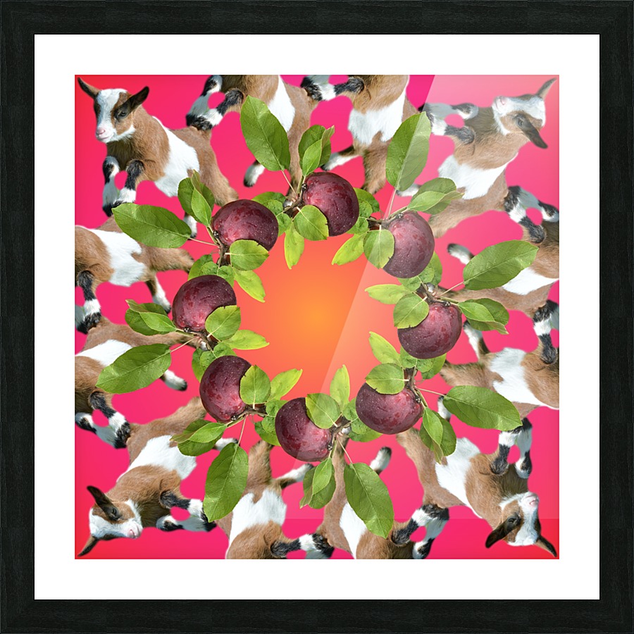 APPLE PICKIN - Picture Frame print
