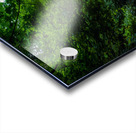 Path to Cascades Acrylic print