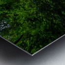 Path to Cascades Metal print