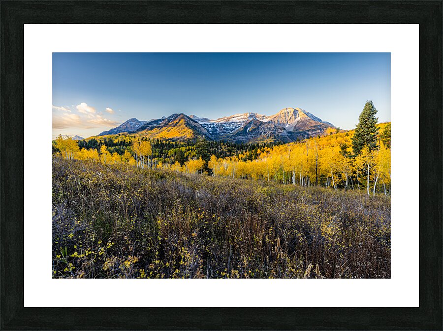 Morning Timp Picture Frame print