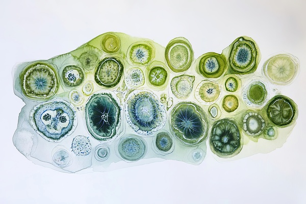 Cellular Echoes ZH92N5 47 Digital Download