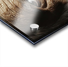 Aged Wisdom Portrait H2N9P2 65 Acrylic print