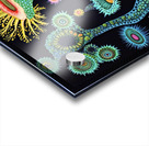 Bioluminescent Flora Y29H7N 55   Copy Acrylic print