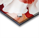 Blooming Heart Coral 78HNP 57 Acrylic print