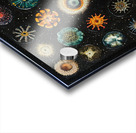Cosmic Flora Study H2N9P2 55 Acrylic print