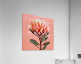 Blossom Radiance Acrylic Print