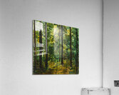 Forest Reverie Acrylic Print