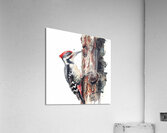 The Drummer Acrylic Print