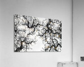 Arboreal Reverie 23H9N5 47 Acrylic Print