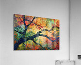 Autumn Embrace NH7B92 62 Acrylic Print