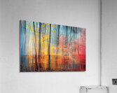 Autumn Light Forest ZX987N 60 Acrylic Print