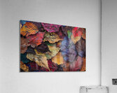 Autumn Leaves Symphony 2P3H9N 55 Acrylic Print