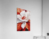 Blooming Heart Coral 78HNP 57 Acrylic Print