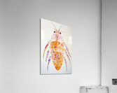 Chromatic Crustacean JH92N3 45 Acrylic Print