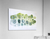 Cellular Echoes ZH92N5 47 Acrylic Print