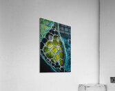 Cellular Genesis H9P2N8 60 Acrylic Print